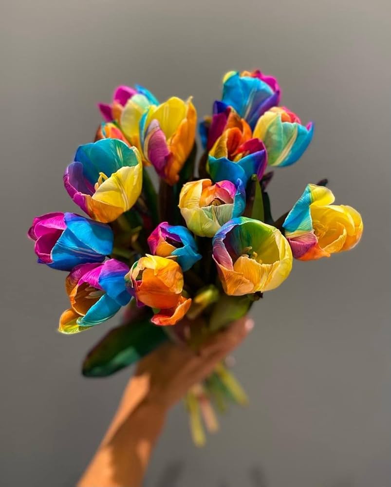 Rainbow (tulip flower Tulipa spp.) for planting in garden